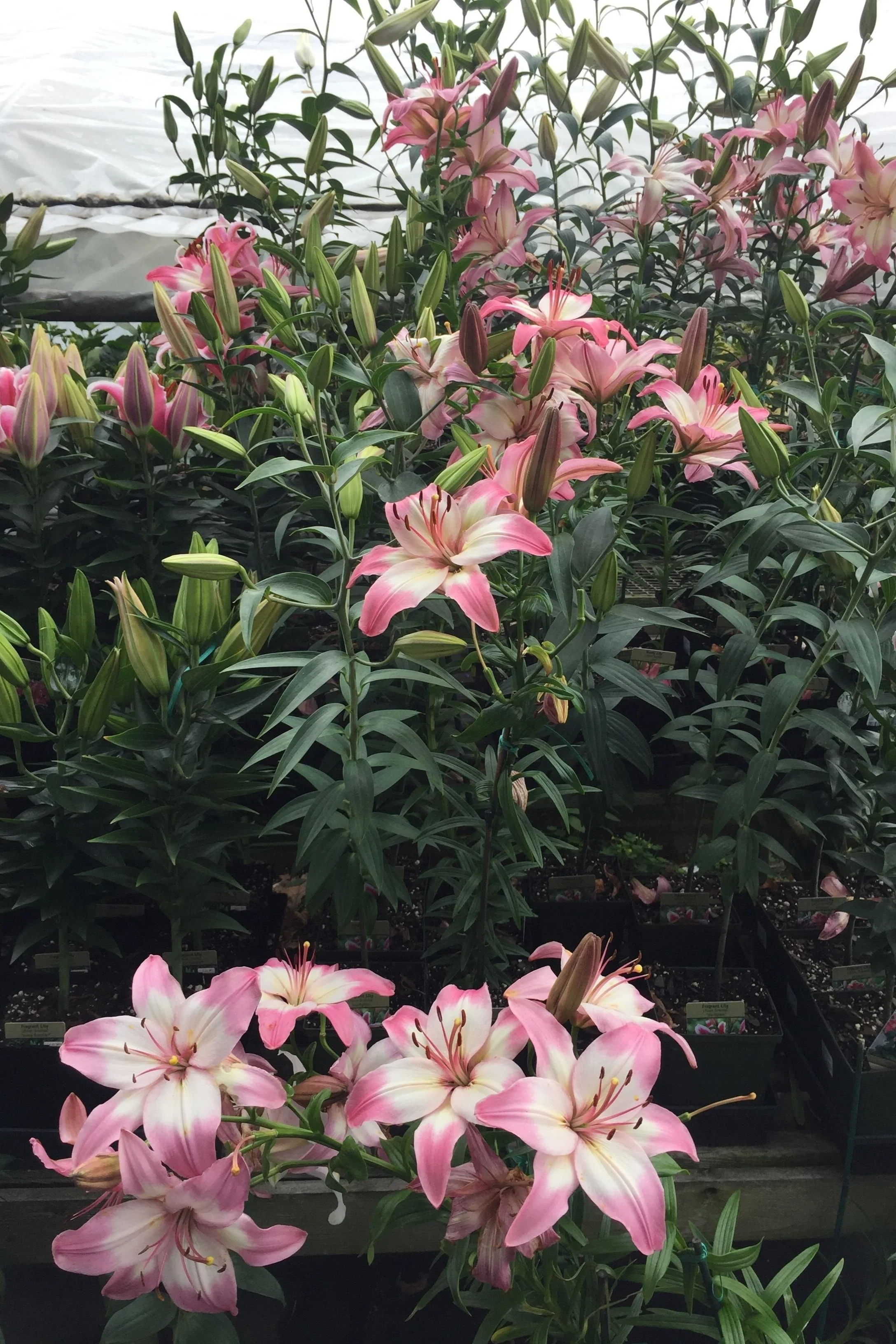 PLANT PROFILE] LILIES — Vineyard Gardens